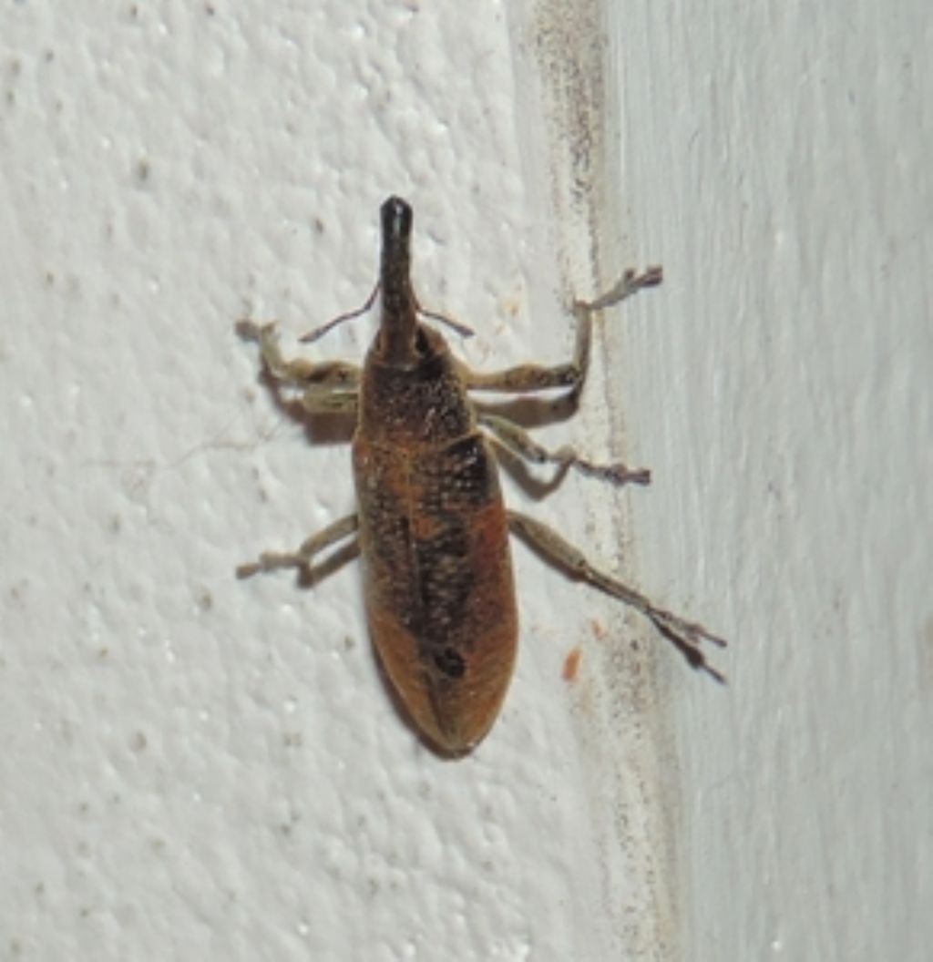 Lixus (Dilixellus) pulverulentus, Curculionidae